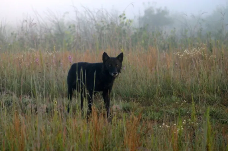 CPW kills 2nd yearling from One Ear Pack as livestock attacks continue in Grand County