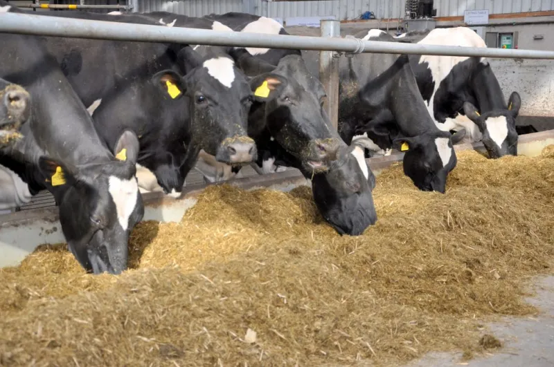 UK supermarket using AI technology to monitor cow welfare on its supplier pool