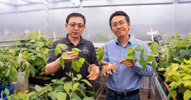 Newly discovered soybean biomechanism could increase crop yields