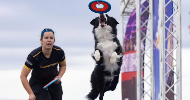 Canine Stars put energy to work entertaining Husker Harvest Days crowds