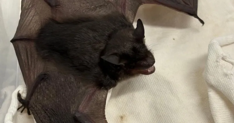 Bat caught in Two Rivers Public Health region has rabies. It had contact with humans.