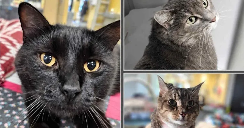 Paws for Pets: A gentle touch, kind words and a soft blanket