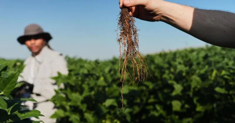 Scientists hope deeper-rooted soybeans can withstand climate extremes and store more carbon