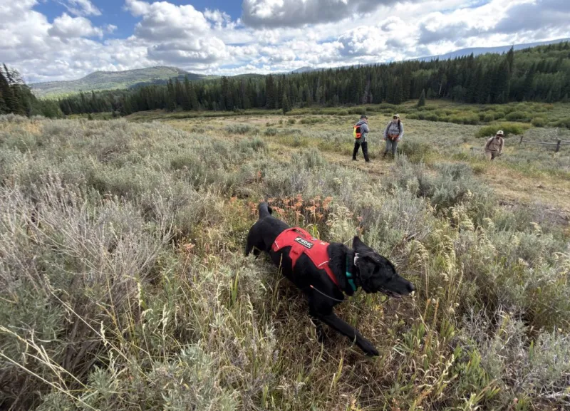 What can working dogs tell us about how wolves are moving across the landscape?