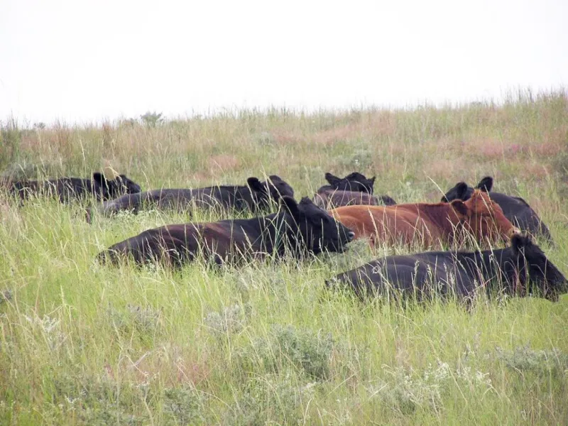 Webinar Series to Focus on Range and Pasture Management