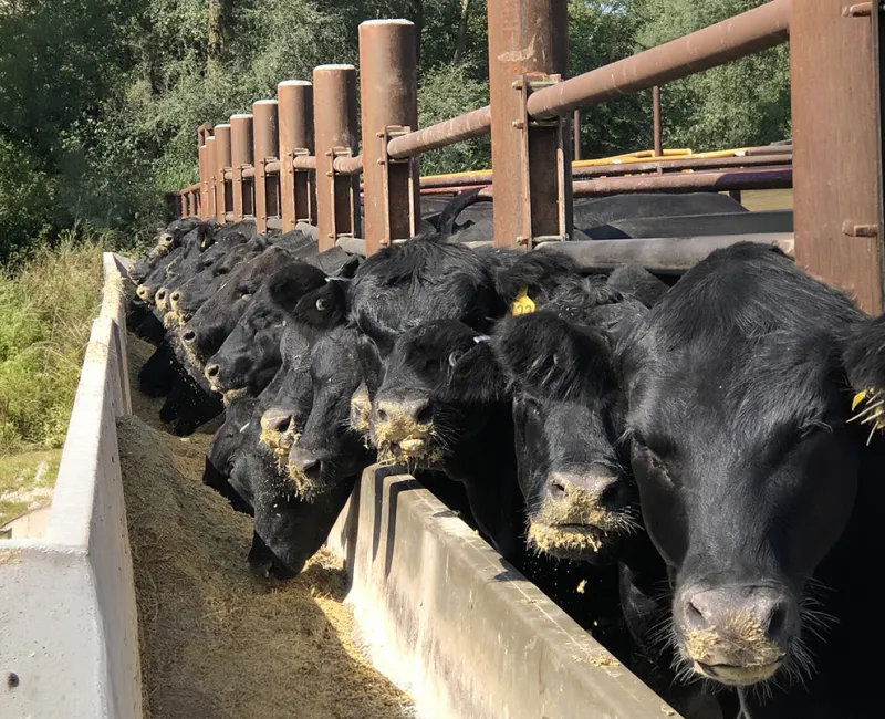 October webinar focuses on feeding the cowherd