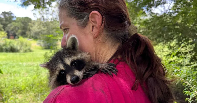 A raccoon boot camp in Mississippi teaches abandoned kits survival skills