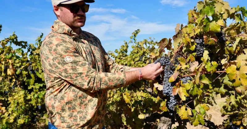 California farmers are struggling to sell grapes as demand for wine drops