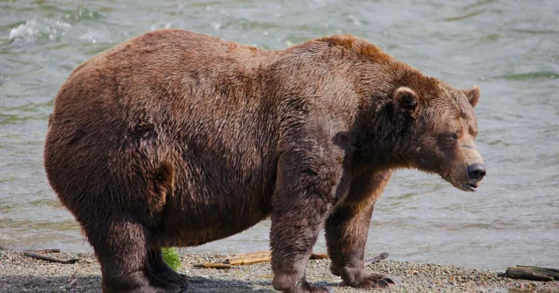 Fat Bear Week opens for Alaska's heavyweight crown. Can Chunk, the 1,200-pound champ, win again?