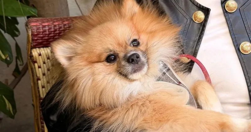 Jeff Bahr: Son's dog is troubled but sweet