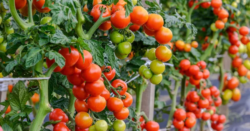 Master Gardener Tips: Tackle common problems when growing, harvesting tomatoes