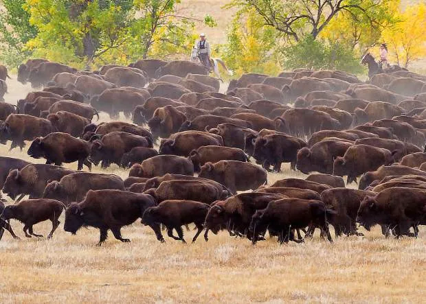 New study reveals gaps in bison parasite management