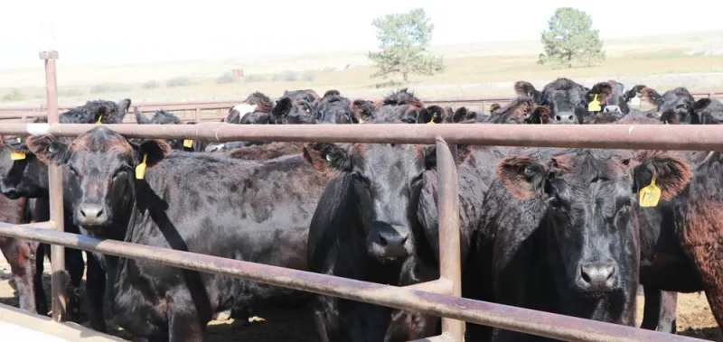 Artificial insemination research focuses on optimizing herd growth