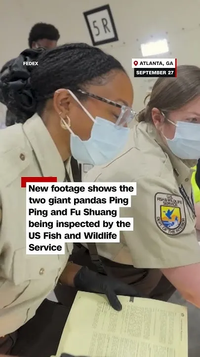 Giant Pandas Ping Ping and Fu Shuang Arrive in Atlanta via FedEx Cargo Flight #shorts (Video)