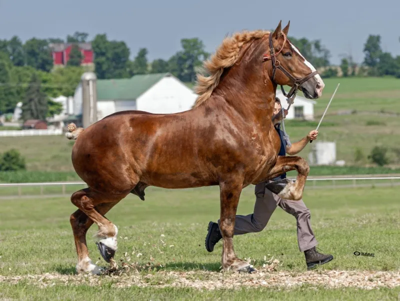 Crystal Springs Stables strive to breed high quality Standardbred horses