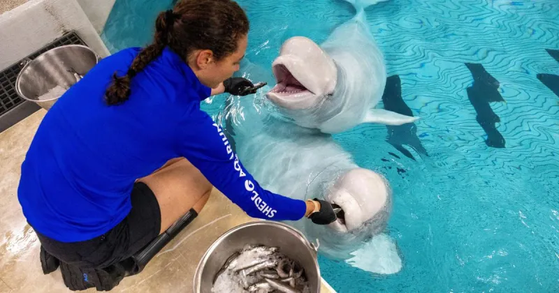 Aquarium did all it could to save the beluga whales | Chicago Tribune