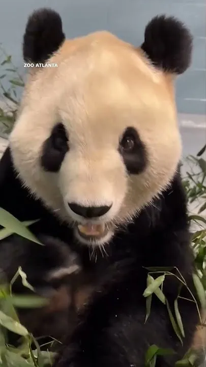 FIRST LOOK: Giant Panda Settling Into New Home at Zoo Atlanta (Video)