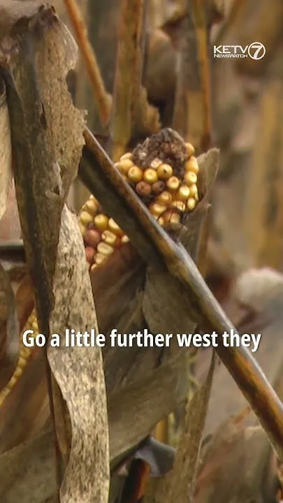 Nebraska farmers struggle with excessive rain (Video)