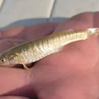 Eye on the Environment: Old and new fish species observed in Nebraska rivers