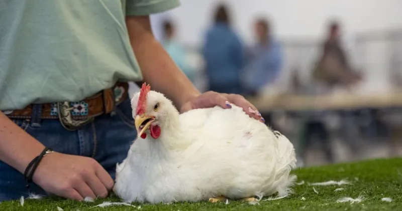 Aksarben Stock Show chickens donated to central Nebraska charities