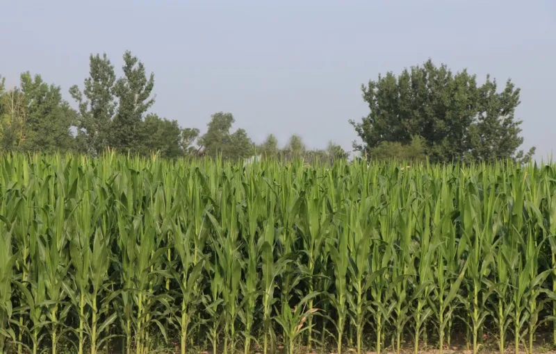 US corn ending stocks up 35% from last year, soybean ending stocks down 3%