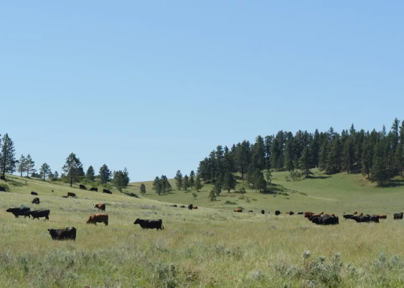 Soil carbon sequestration identified as a research gap in studies of livestock methane emissions