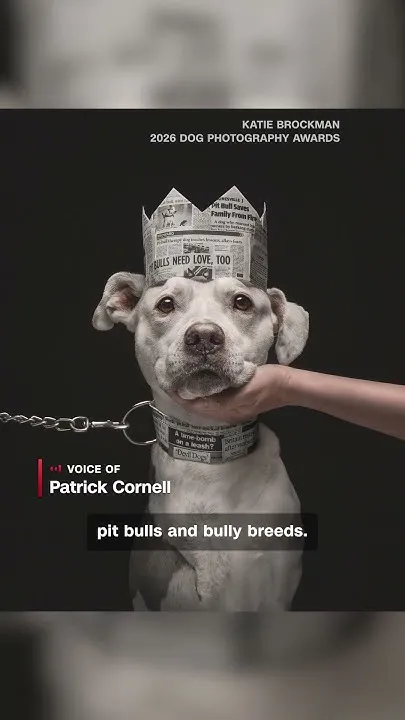 Powerful Pit Bull Photo Wins Top Dog Photography Prize (Video)