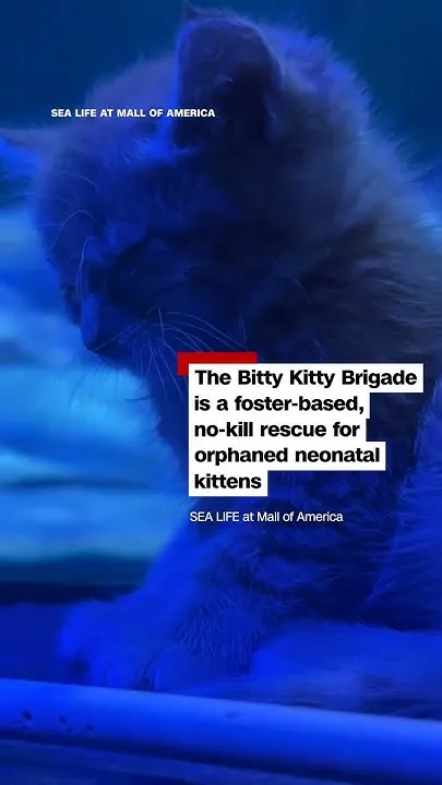 Kittens Visit an Aquarium and Snooze Beside Sharks (Video)