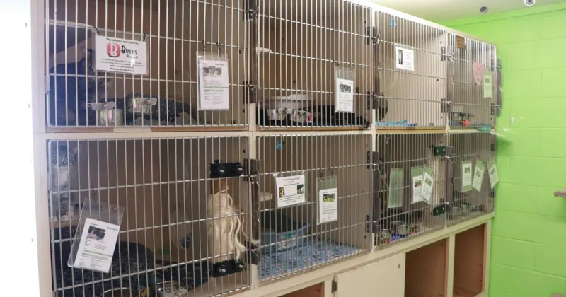 Panhandle Humane Society asks supporters to 'skip the gala,' donate to shelter