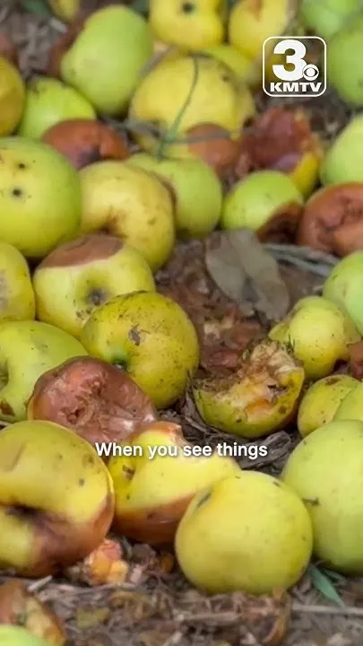 Illegal fruit dumping (Video)
