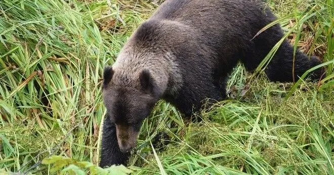 Eye on the Environment: Alaska boasts a plant and animal paradise