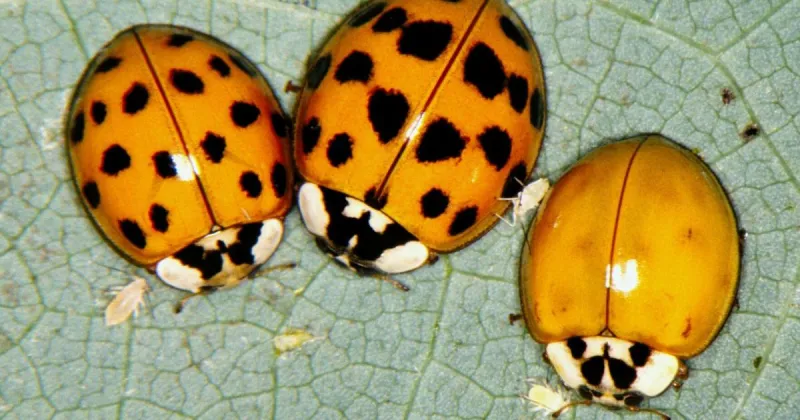 Taylor Cammack: Prepare your home now for lady beetles