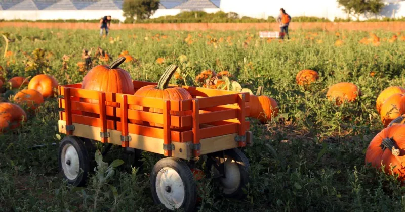 Elizabeth Exstrom: Picking the perfect pumpkin