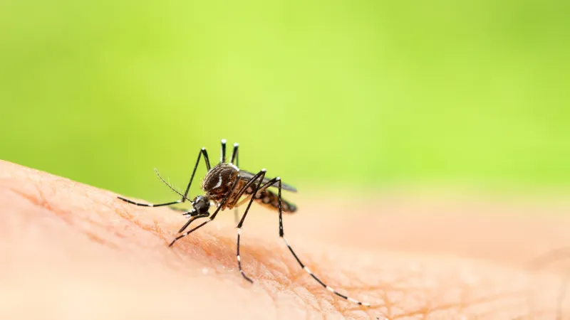 West Nile, Cache Valley viruses reported in Adams County mosquitos