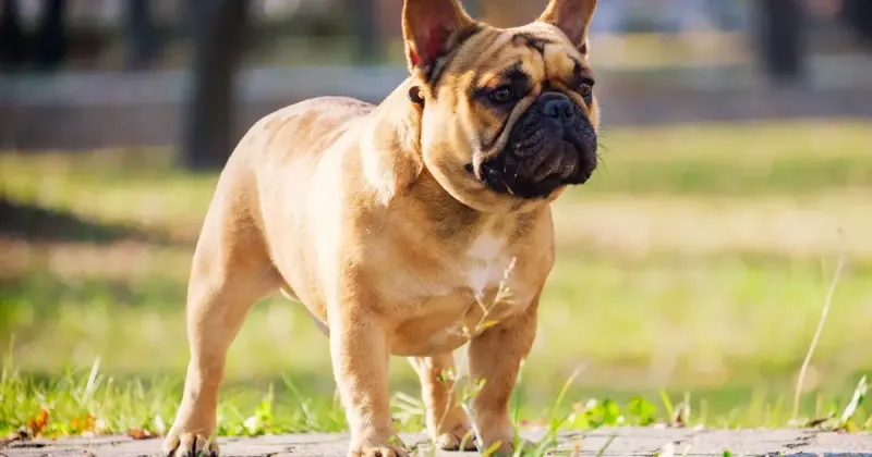 Grand Island man trying to buy a French bulldog winds up victim of fraud