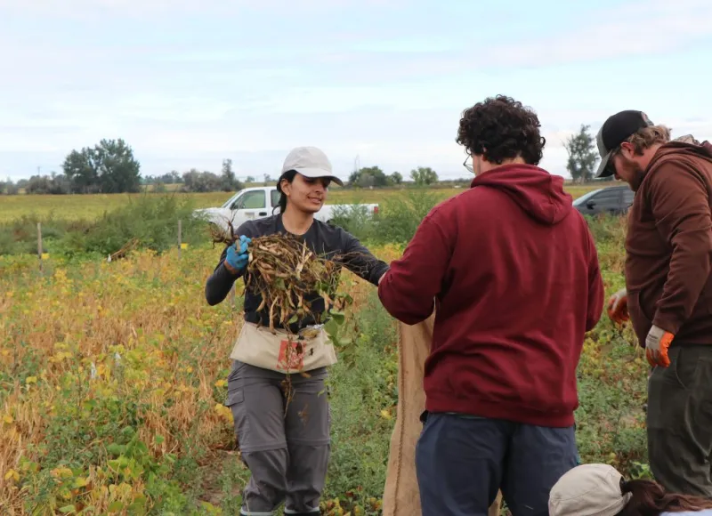 Unraveling the mystery of a perceived pest: Thrips in dry beans