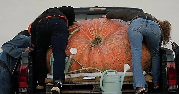 3,156-pound pumpkin grown in Rhode Island inspected for possible world record