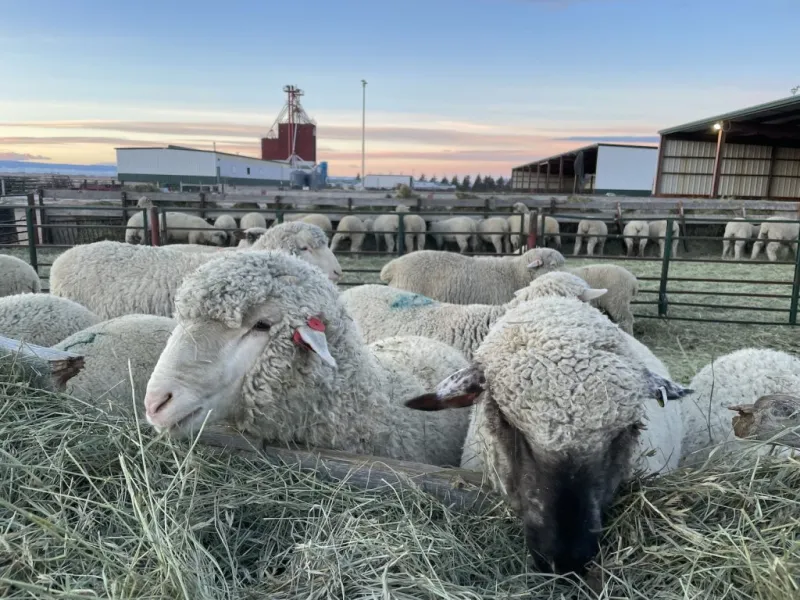 R-CALF USA files brief detailing harm from lamb imports