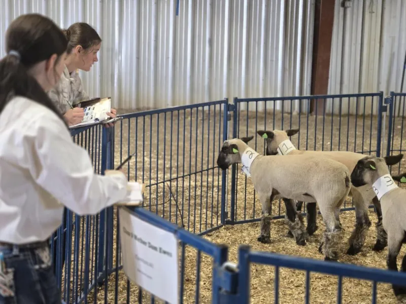 San Luis Valley Livestock Judging Camp and Contest a resounding success