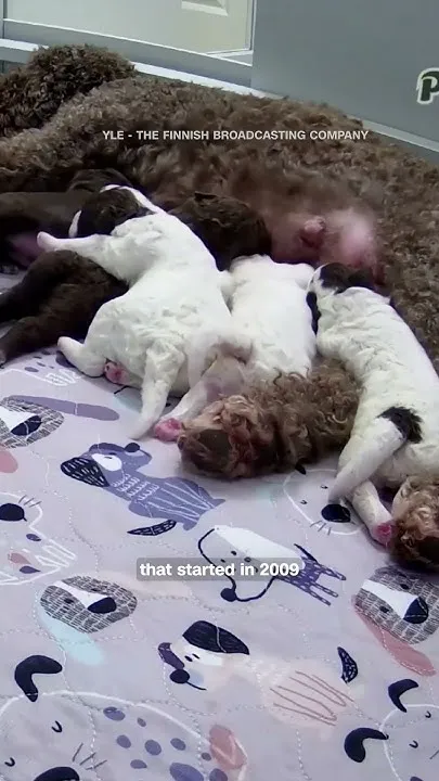 Why millions in Finland are obsessed with this 24/7 puppy livestream (Video)