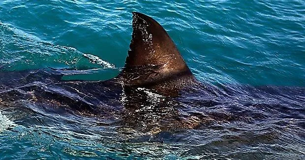 Shark kills woman swimming off South Africa's Eastern Cape, beaches closed