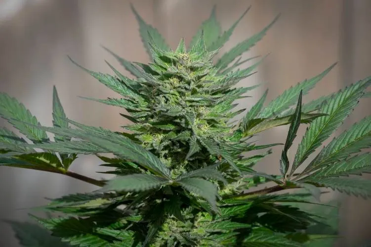 NH issues request for information on therapeutic cannabis registry