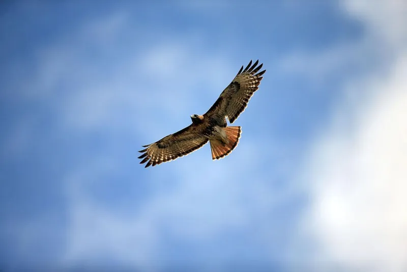 The 30 Most Amazing Bird Pictures Found in New Hampshire