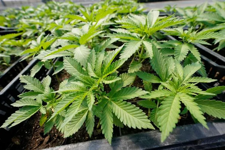 State issues request for information on therapeutic cannabis registry