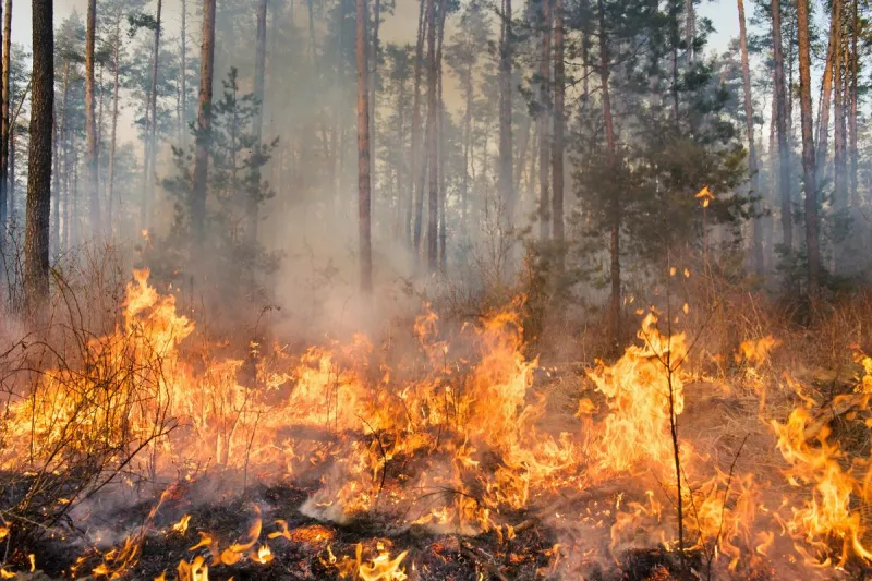 1947 Maine Fire Lasted 10 Days, Caused $23 Million in Damage