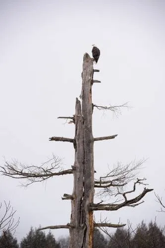 Bald eagles have bounced back big-time in NH, Vt.