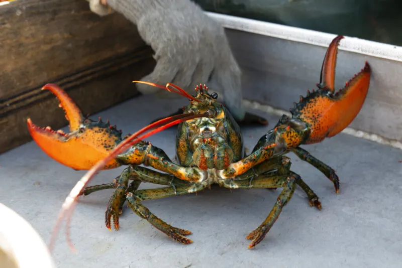 Whole Foods decision to pull lobster divides enviros, pols