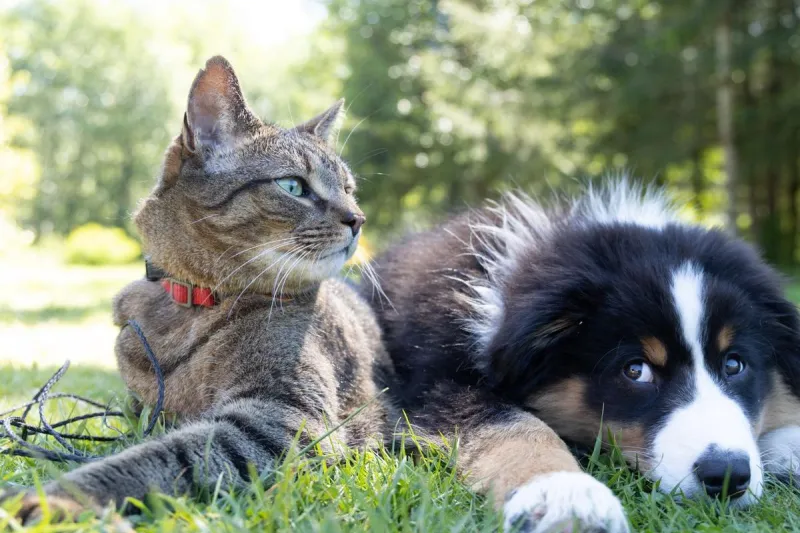 40 Maine Inspired Pet Names That Don't Suck