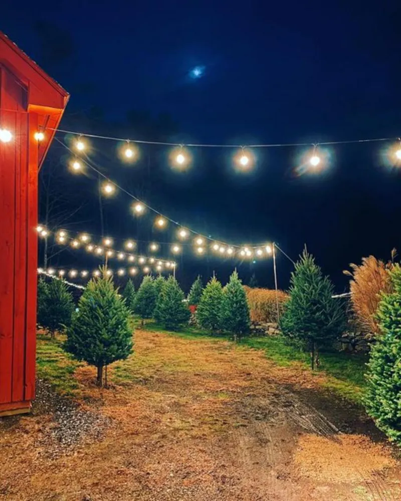 Saint Nick's Trees: Family / Date Night Christmas Tree Experience