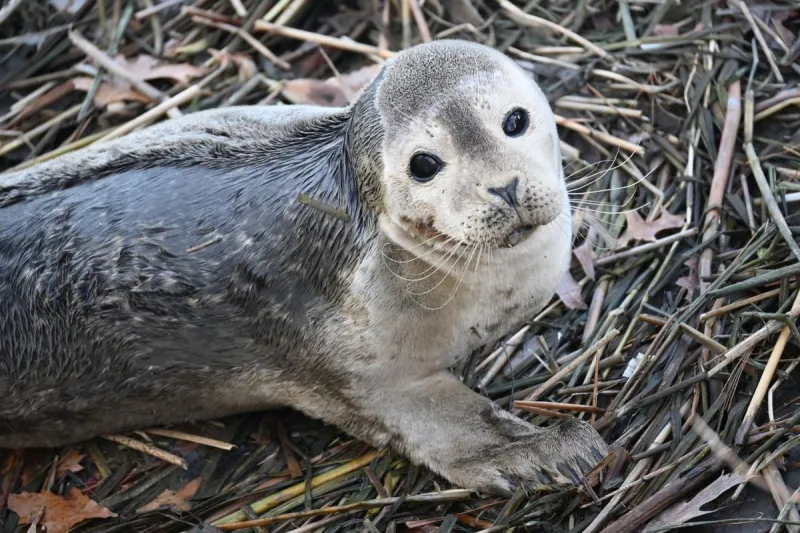 Harbor Seal Visiting Exeter, NH's Swasey Parkway is Just Fine